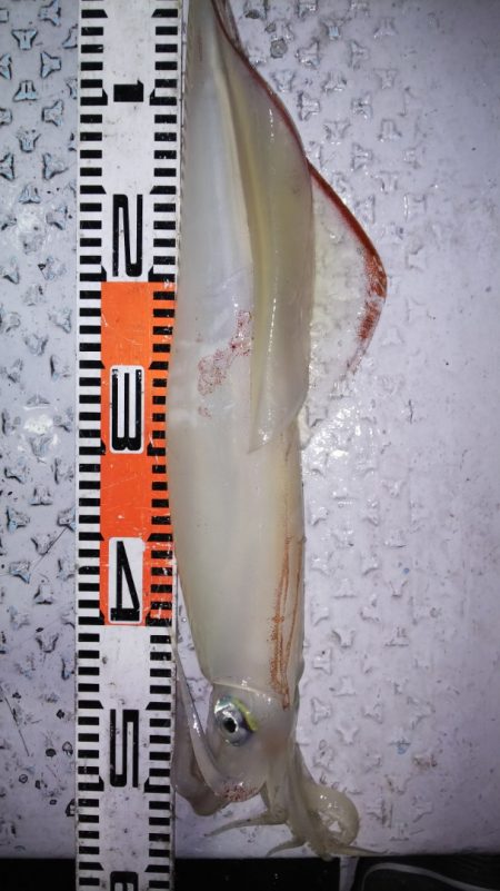 第二龍勢丸 釣果