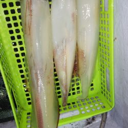 第二龍勢丸 釣果