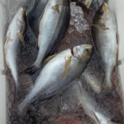 シースナイパー海龍 釣果