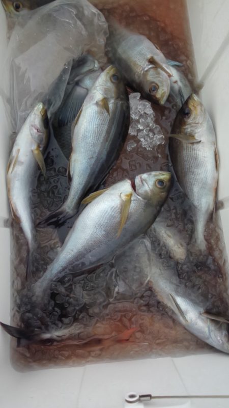 シースナイパー海龍 釣果