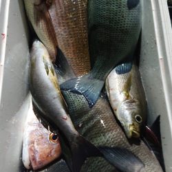 シースナイパー海龍 釣果