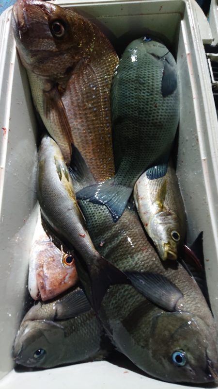 シースナイパー海龍 釣果
