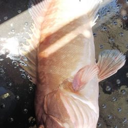 第二龍勢丸 釣果