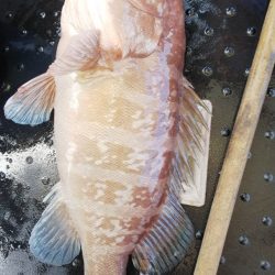 第二龍勢丸 釣果