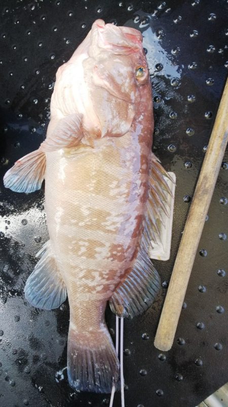 第二龍勢丸 釣果