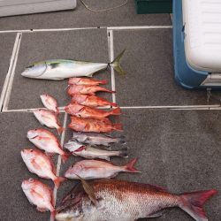 ARCADIAⅡ (アルカディアⅡ) 釣果