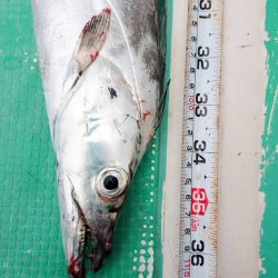 金沢八景鴨下丸 釣果