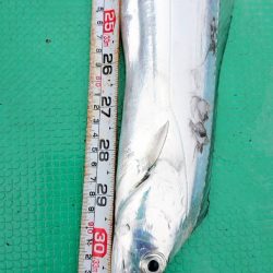 金沢八景鴨下丸 釣果