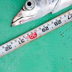 金沢八景鴨下丸 釣果