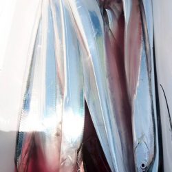 金沢八景鴨下丸 釣果