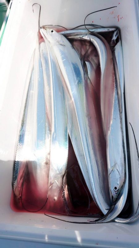 金沢八景鴨下丸 釣果