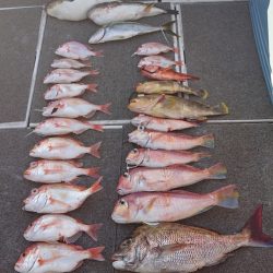 ARCADIAⅡ (アルカディアⅡ) 釣果