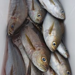 シースナイパー海龍 釣果