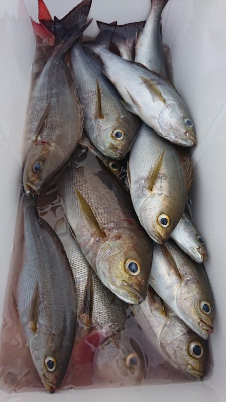 シースナイパー海龍 釣果