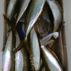 シースナイパー海龍 釣果