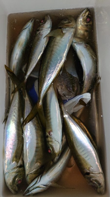 シースナイパー海龍 釣果