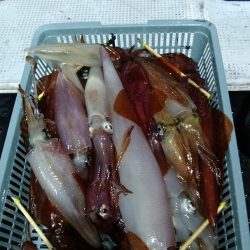 LUSTER『ラスター』 釣果