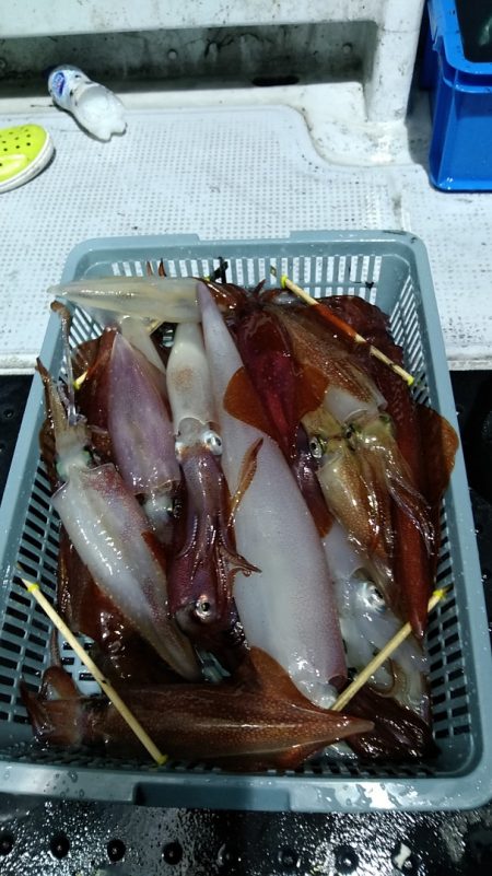 LUSTER『ラスター』 釣果