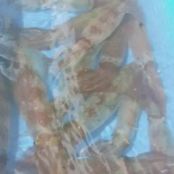 LUSTER『ラスター』 釣果