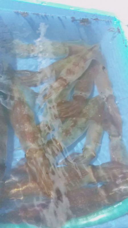 LUSTER『ラスター』 釣果