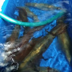 LUSTER『ラスター』 釣果