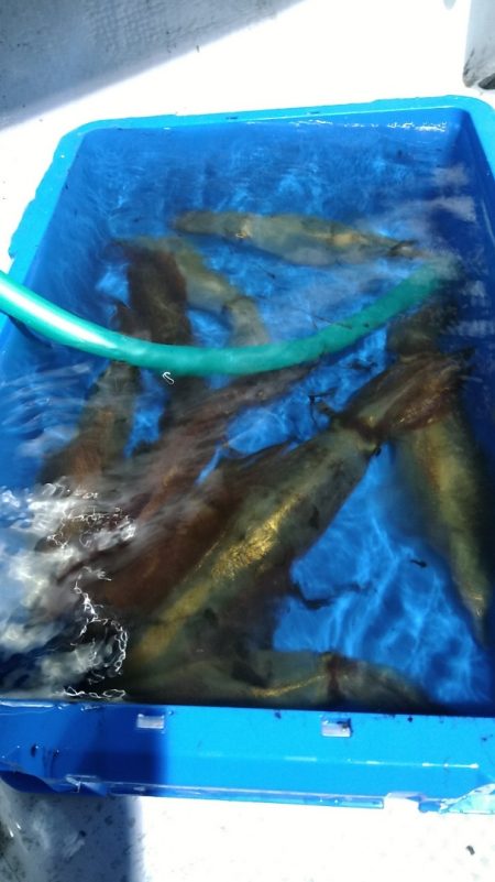 LUSTER『ラスター』 釣果