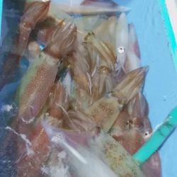 LUSTER『ラスター』 釣果