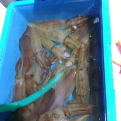 LUSTER『ラスター』 釣果