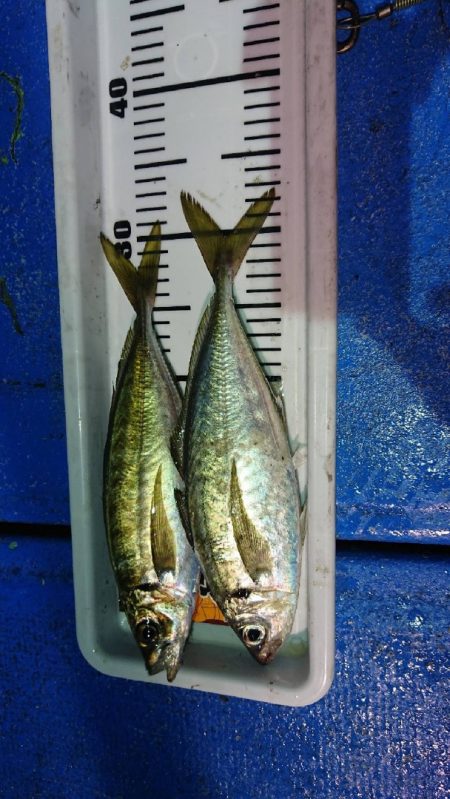 海龍丸（石川） 釣果