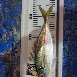 海龍丸（石川） 釣果