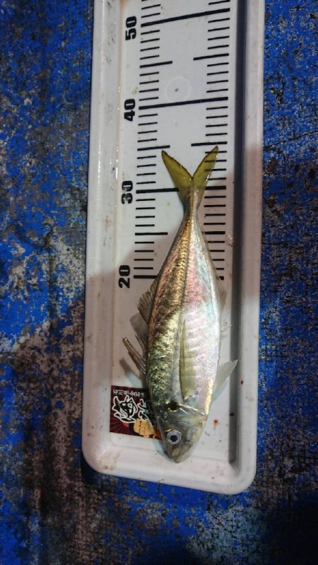 海龍丸（石川） 釣果