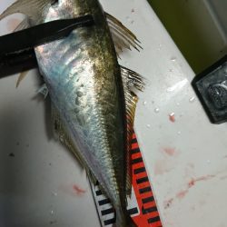 シースナイパー海龍 釣果