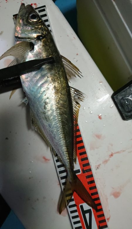 シースナイパー海龍 釣果