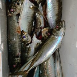 シースナイパー海龍 釣果