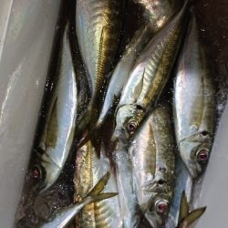 シースナイパー海龍 釣果