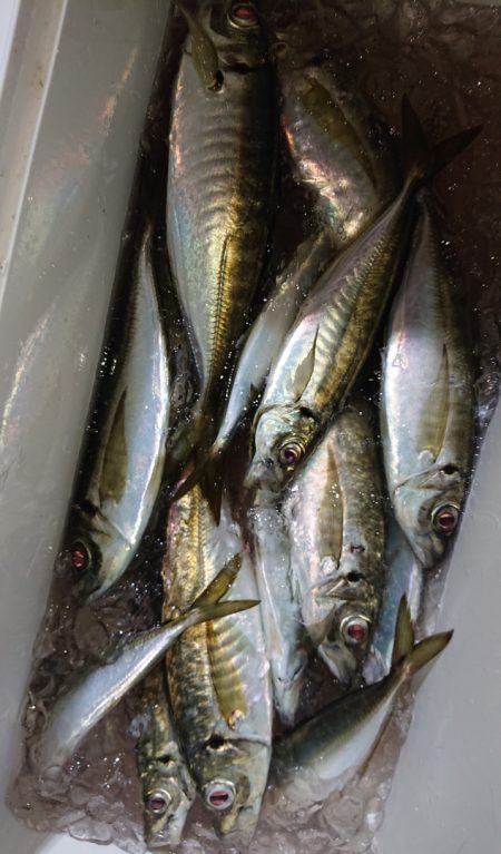 シースナイパー海龍 釣果