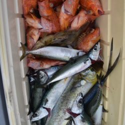 渡船屋たにぐち 釣果