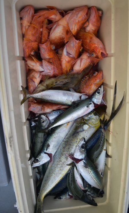 渡船屋たにぐち 釣果