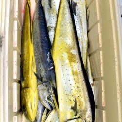 渡船屋たにぐち 釣果