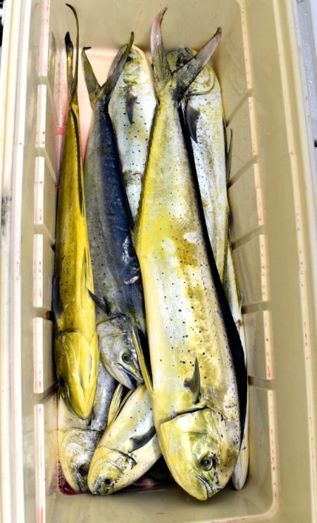 渡船屋たにぐち 釣果