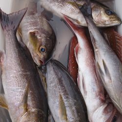 シースナイパー海龍 釣果