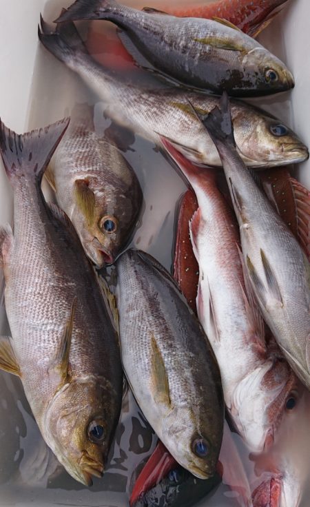 シースナイパー海龍 釣果