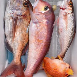 渡船屋たにぐち 釣果