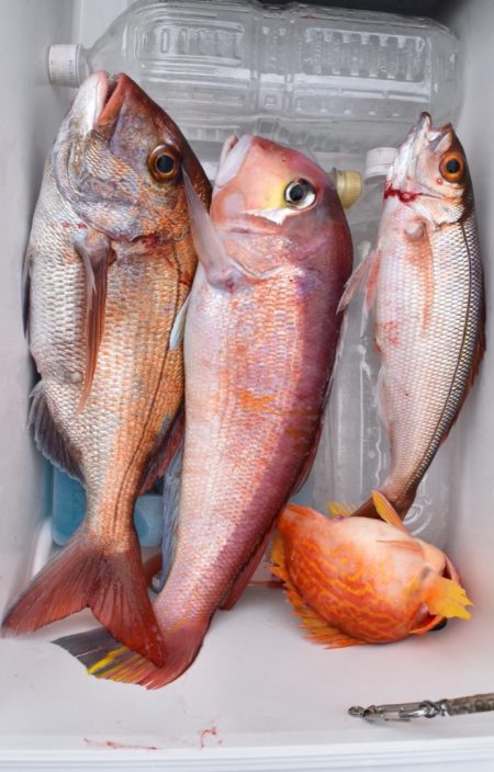 渡船屋たにぐち 釣果