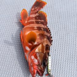 渡船屋たにぐち 釣果