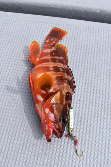 渡船屋たにぐち 釣果