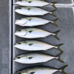 SeaRide(シーライド) 釣果