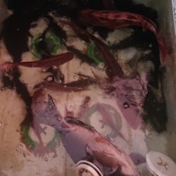 シースナイパー海龍 釣果