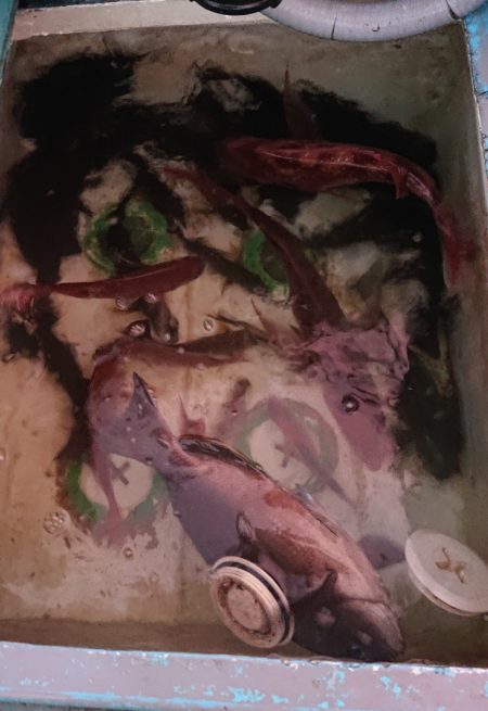 シースナイパー海龍 釣果