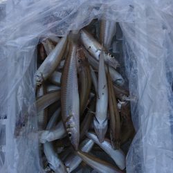 遊漁船 家入 釣果